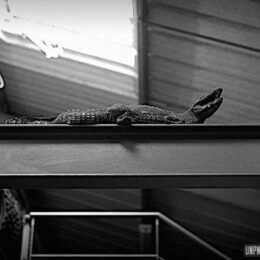 Souvenirs (tortueux) du Massif armoricain...