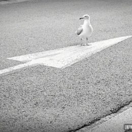 Souvenirs (tortueux) du Massif armoricain...
