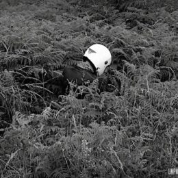 Souvenirs (tortueux) du Massif armoricain...