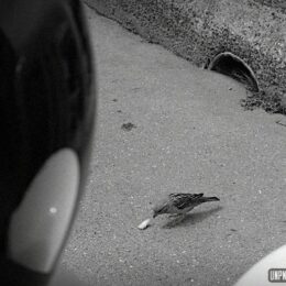 Souvenirs (tortueux) du Massif armoricain...